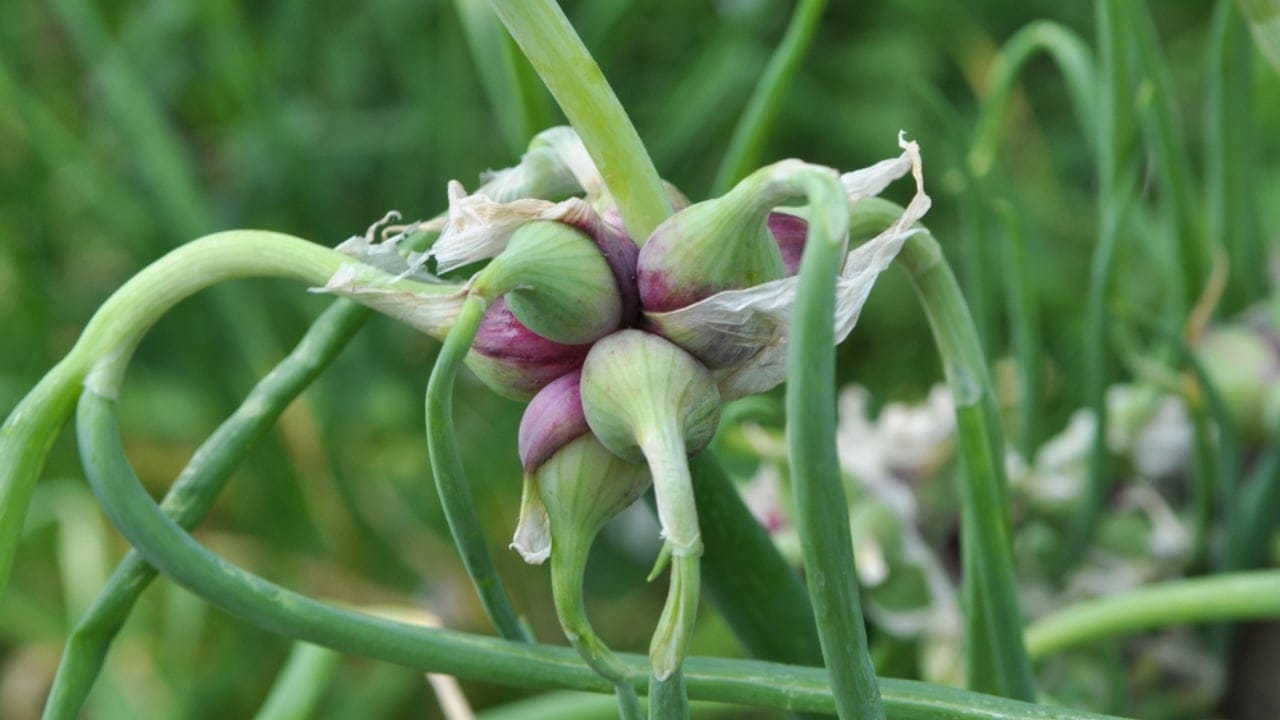 Bored of Basic Veggies... Grow These 15 Exciting Alternatives 9 Bored of Basic Veggies... Grow These 15 Exciting Alternatives - Egyptian Walking Onions ss1441287737 dpdgm
