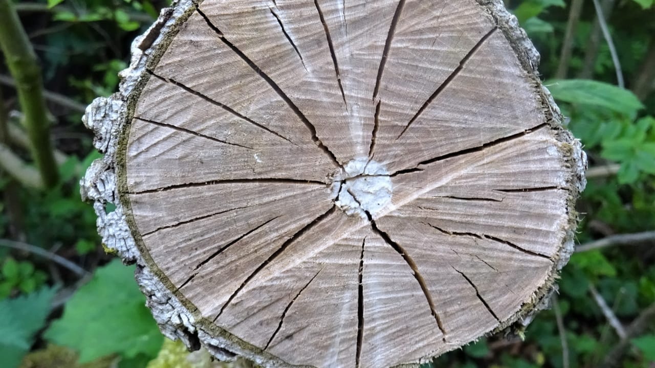 15 Woods You Should Never Burn: Protect Your Health and Home 11 15 Woods You Should Never Burn: Protect Your Health and Home - Elder Wood wc