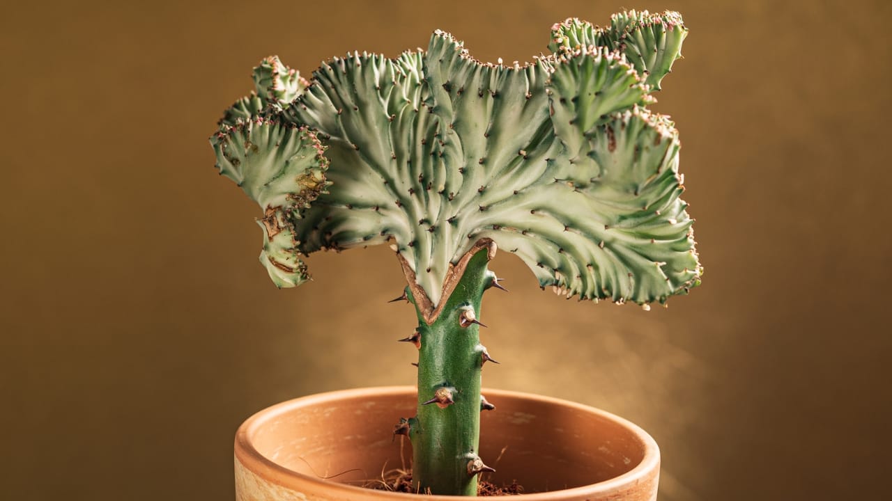 14 Unique Succulents That Will Wow Any Plant Lover 10 14 Unique Succulents That Will Wow Any Plant Lover - Euphorbia lactea Cristata dp345493156 dnoh