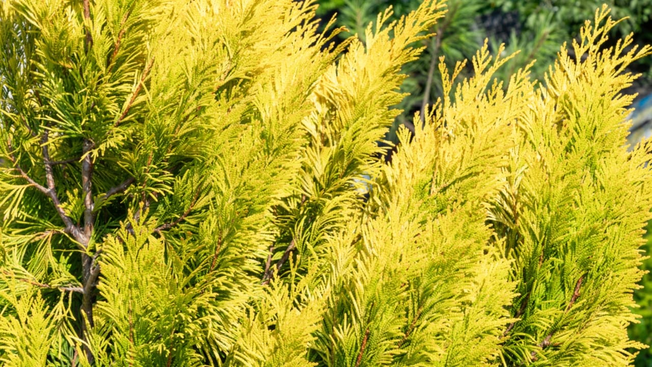 15 Evergreen Shrubs That Redefine Year-Round Curb Appeal - False Cypress dp669299486 dnoh