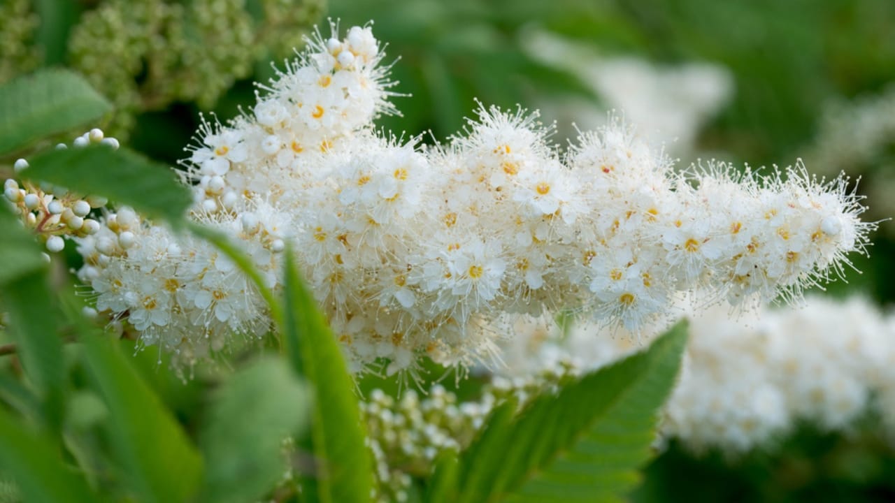 Hydrangea Lovers, Meet 15 Plants You’ll Fall in Love With 16 Hydrangea Lovers, Meet 15 Plants You’ll Fall in Love With - False Spirea dp276801250 dnoh
