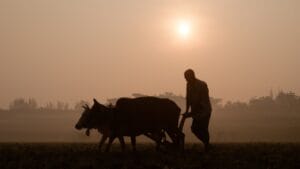 The Civil War Transformed American Farming Forever 1 The Civil War Transformed American Farming Forever - Farmer with cows carabaos ss2291705557 dnoh