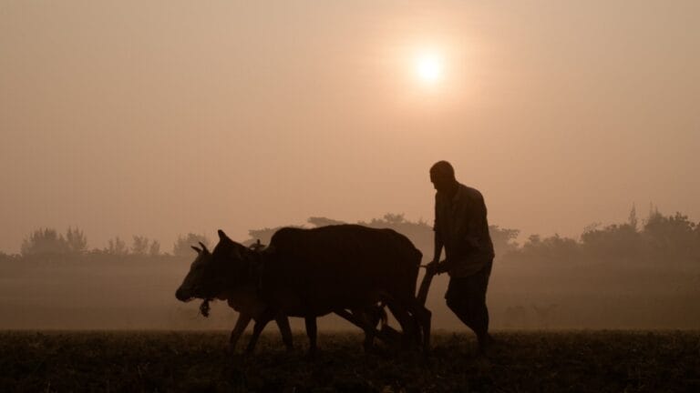 The Civil War Transformed American Farming Forever 7 The Civil War Transformed American Farming Forever - Farmer with cows carabaos ss2291705557 dnoh