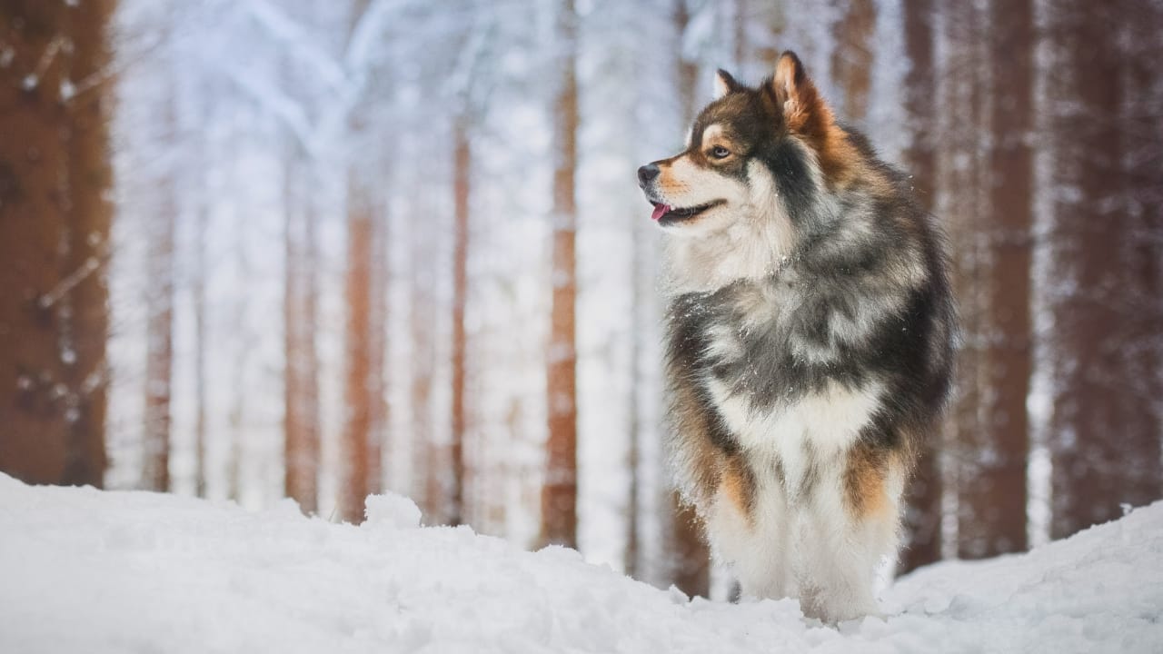 15 Dog Breeds That Love Snow More Than You Do 13 15 Dog Breeds That Love Snow More Than You Do - Finnish Lapphund dog winter ss2454954915 degm