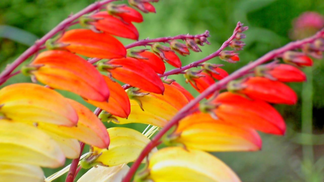 15 Fast-Growing Climbers That’ll Make Your Garden Come Alive 13 15 Fast-Growing Climbers That’ll Make Your Garden Come Alive - Firecracker Vine dp332463444 dnoh