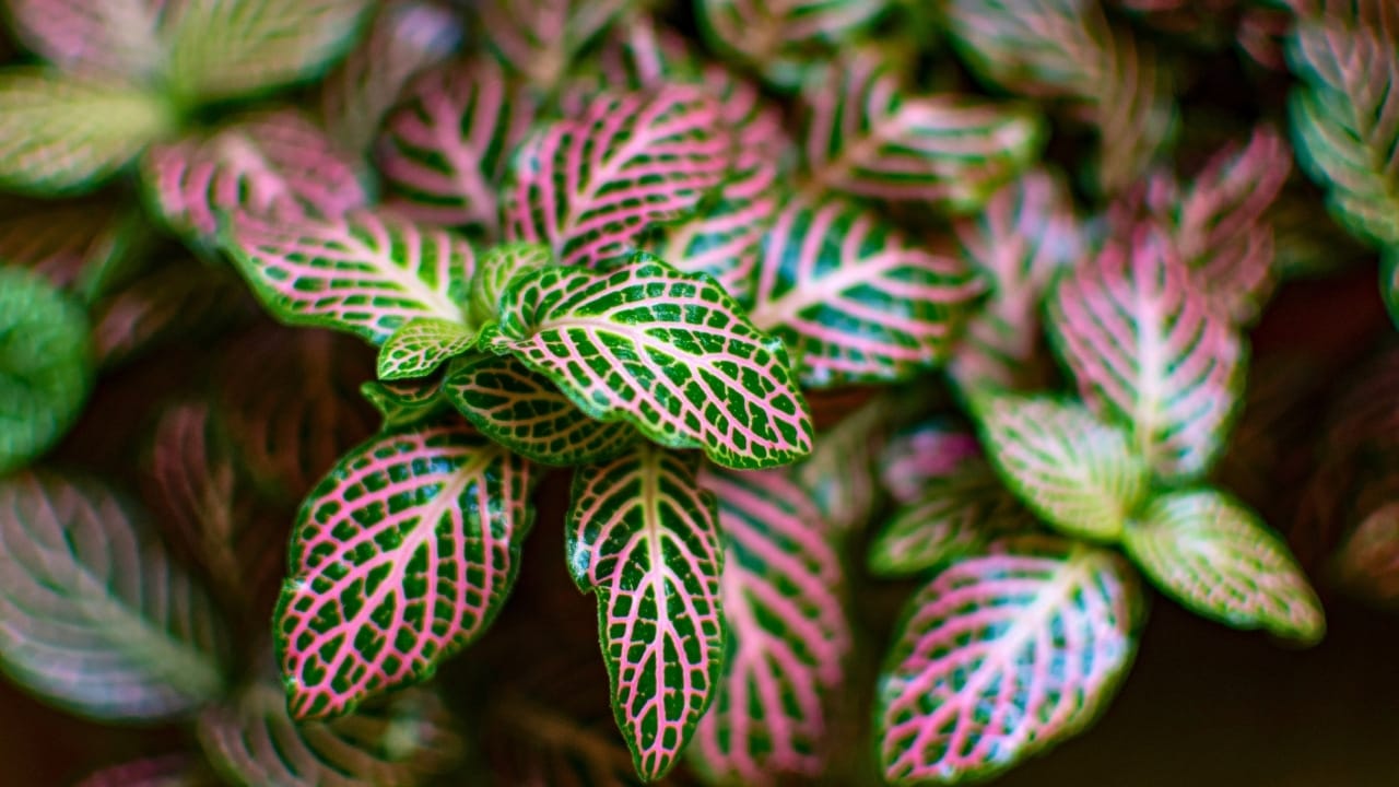 17 Gorgeous Pink-Leaved Plants That Are Stealing the Spotlight 4 17 Gorgeous Pink-Leaved Plants That Are Stealing the Spotlight - Fittonia Albivenis pink nerve ss2034790217 degm