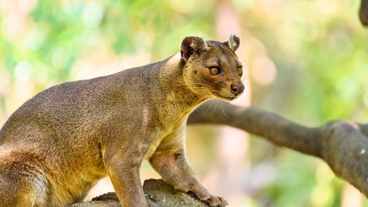 15 Unique Species Proving Nature’s Underdogs Are Extraordinary 5 15 Unique Species Proving Nature’s Underdogs Are Extraordinary - Fossa ss500352850 bpgm