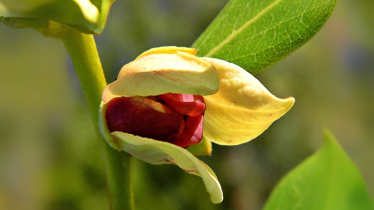 15 Breathtaking Flowers That Define America’s Natural Beauty - Four Petal Pawpaw wc