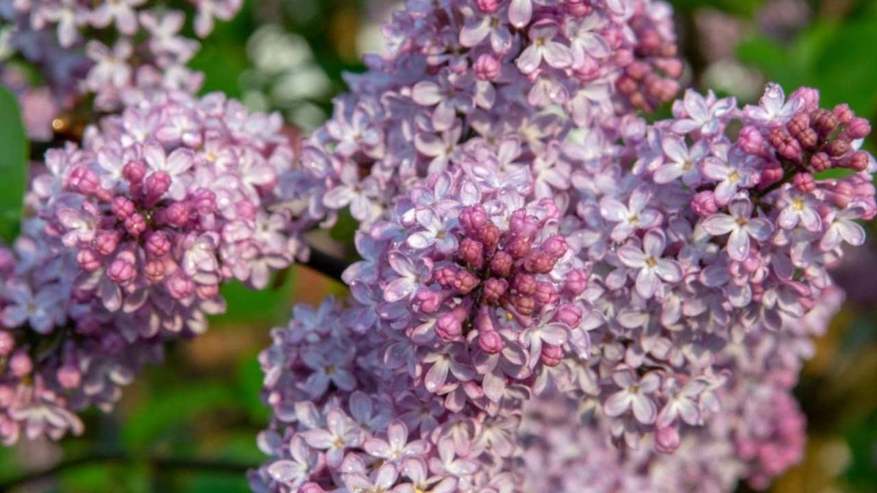 Hydrangea Lovers, Meet 15 Plants You’ll Fall in Love With 4 Hydrangea Lovers, Meet 15 Plants You’ll Fall in Love With - French Lilac ss2155535565 dpdgm