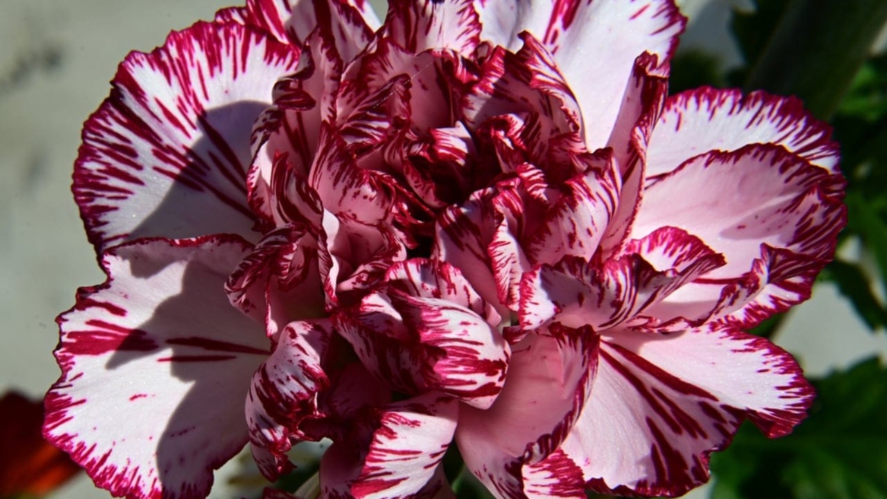 15 Low-Growing Perennials Perfect for Small Gardens 4 15 Low-Growing Perennials Perfect for Small Gardens - Fruit Punch Cherry Vanilla Dianthus dp376495938 dnoh