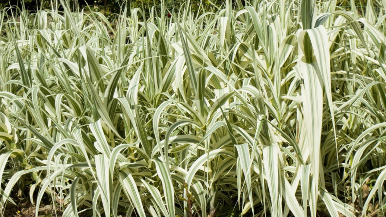 No Fence Needed: 12 Tall Ornamental Grasses for Perfect Privacy 15 No Fence Needed: 12 Tall Ornamental Grasses for Perfect Privacy - Giant Reed dp36968737 dnoh