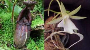 14 Rare Plants on the Brink of Extinction 1 14 Rare Plants on the Brink of Extinction - Giant water pitcher plant Ghost Orchid wc