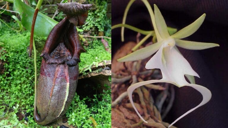 14 Rare Plants on the Brink of Extinction 5 14 Rare Plants on the Brink of Extinction - Giant water pitcher plant Ghost Orchid wc