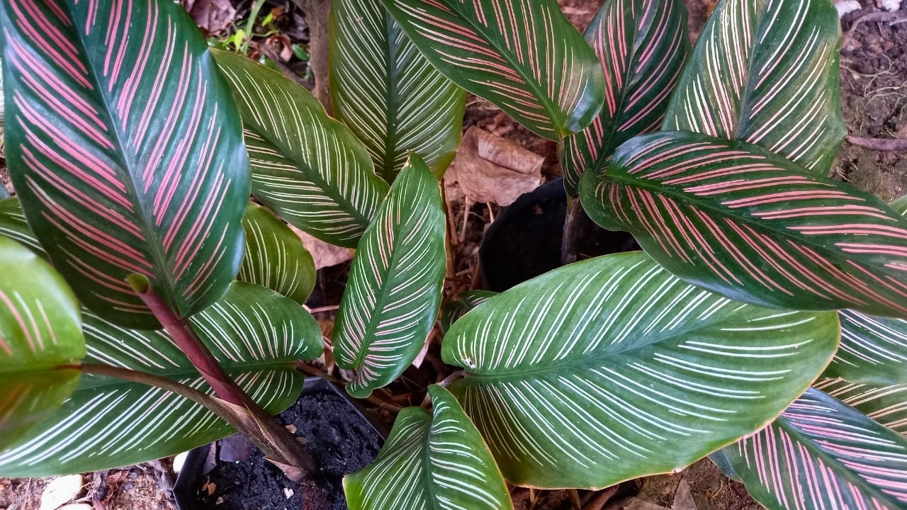 17 Gorgeous Pink-Leaved Plants That Are Stealing the Spotlight 16 17 Gorgeous Pink-Leaved Plants That Are Stealing the Spotlight - Goeppertia ornata ss2139866737 degm