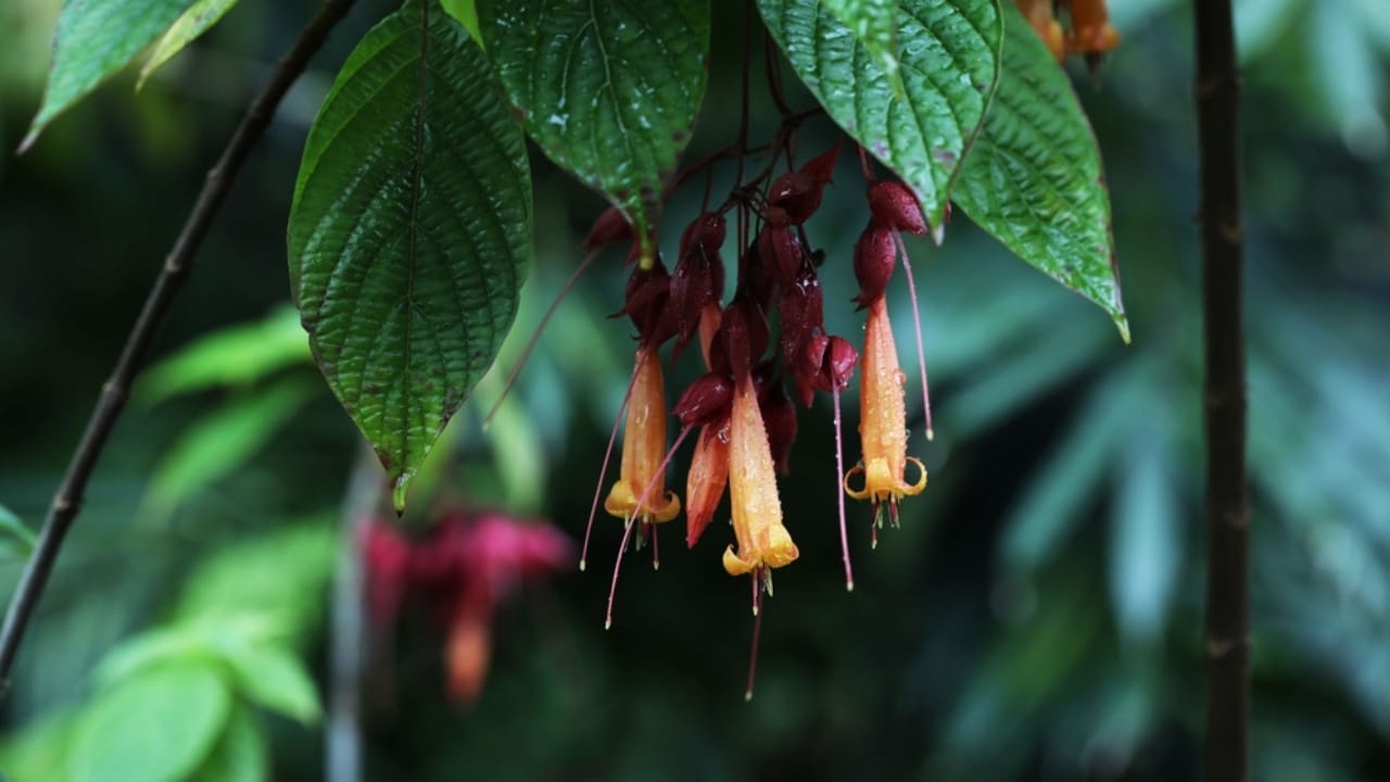 13 Rare Plants That Could Disappear From Gardens Worldwide 4 13 Rare Plants That Could Disappear From Gardens Worldwide - Golden Fuchsia ss2241015373 dpdgm