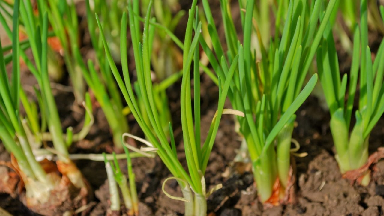 15 Fast-Growing Vegetables Ready in 20 to 50 Days 4 15 Fast-Growing Vegetables Ready in 20 to 50 Days - Green Onions dp5316848 dnoh