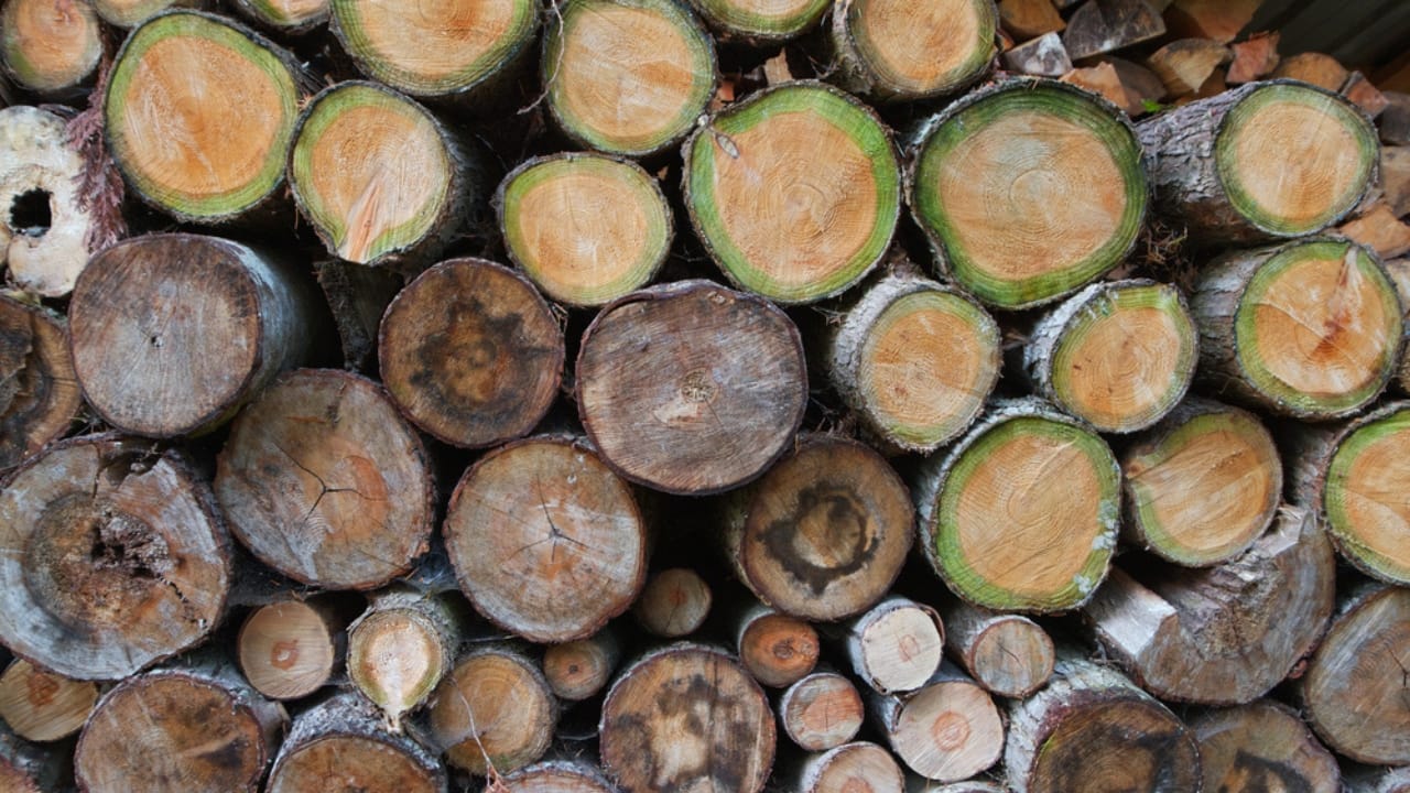 15 Woods You Should Never Burn: Protect Your Health and Home 4 15 Woods You Should Never Burn: Protect Your Health and Home - Green or Unseasoned Wood dp4249381 dnoh