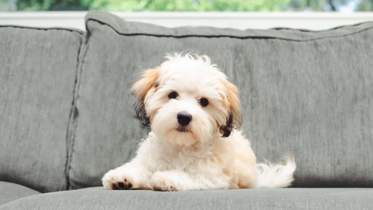 26 Dog Breeds Who Believe Aggression Is Simply Overrated 11 26 Dog Breeds Who Believe Aggression Is Simply Overrated - Havanese ss2318180261 bpgm