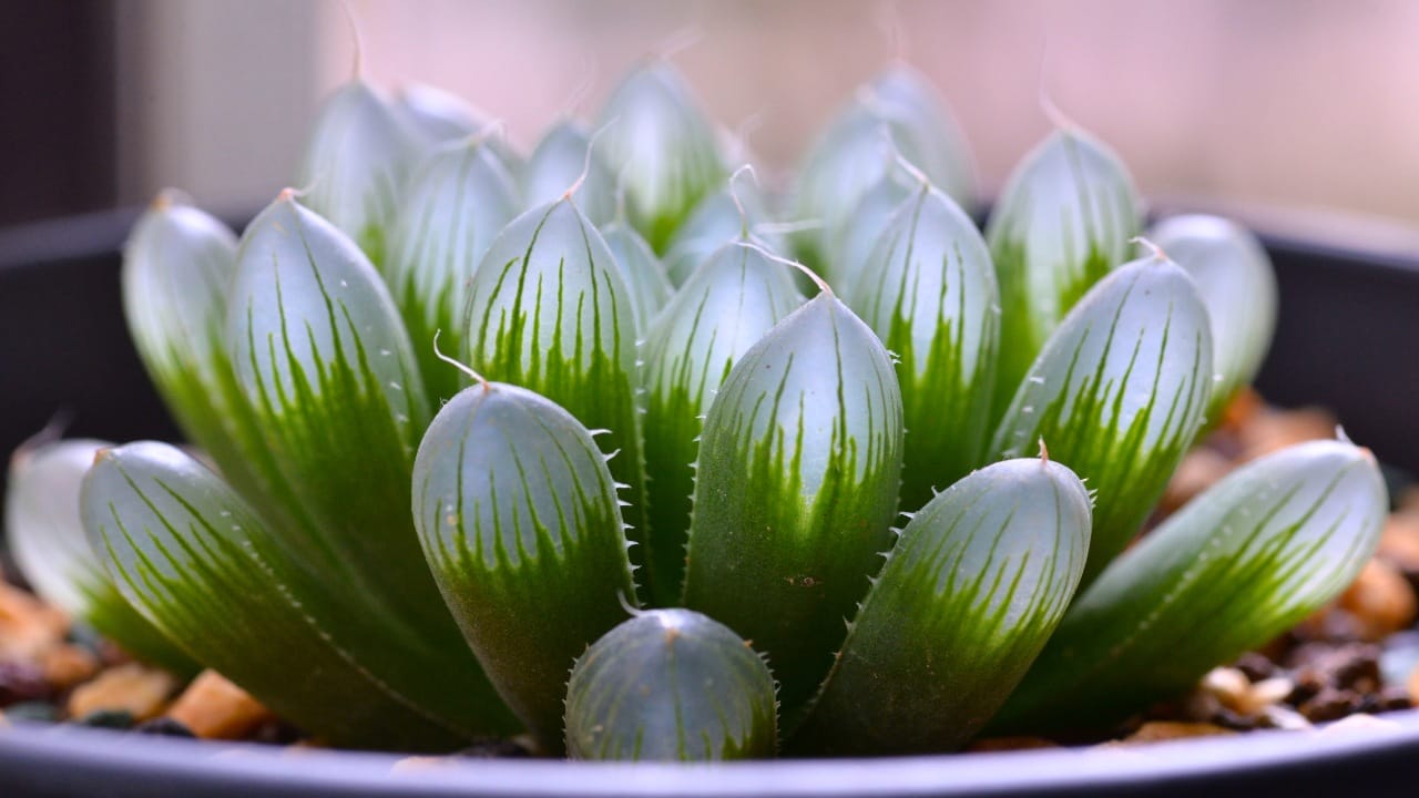 14 Unique Succulents That Will Wow Any Plant Lover - Haworthia cooperi succulent ss581876938 degm