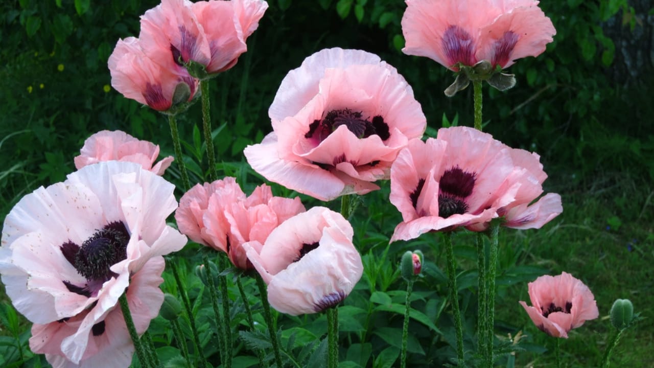 15 Flowers That Look Like Roses but Are Easier to Grow 13 15 Flowers That Look Like Roses but Are Easier to Grow - Helen Elizabeth Poppy ss1902252550 dpdgm