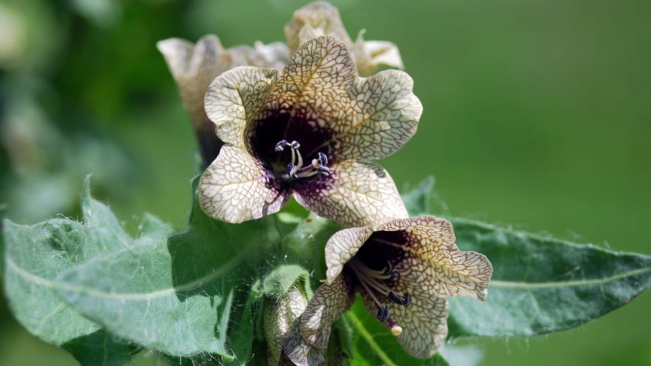 The 13 Plants That Powered Wartime Medicine in Two World Wars 8 The 13 Plants That Powered Wartime Medicine in Two World Wars - Henbane dp1254479 dnoh