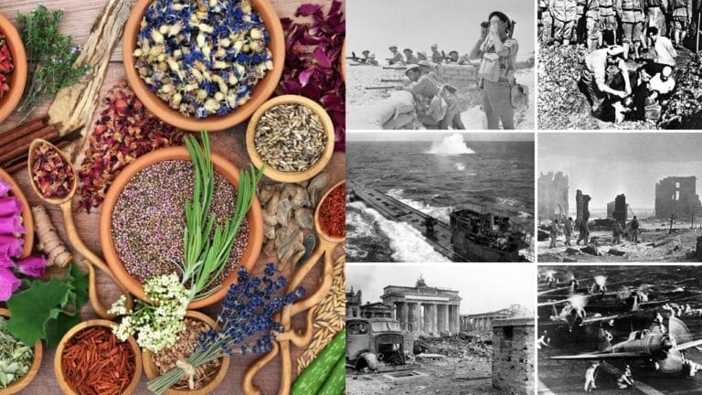 The 13 Plants That Powered Wartime Medicine in Two World Wars 1 The 13 Plants That Powered Wartime Medicine in Two World Wars - Herbal plant medicine plants ss2137094499 dnoh Montage of World War II wc