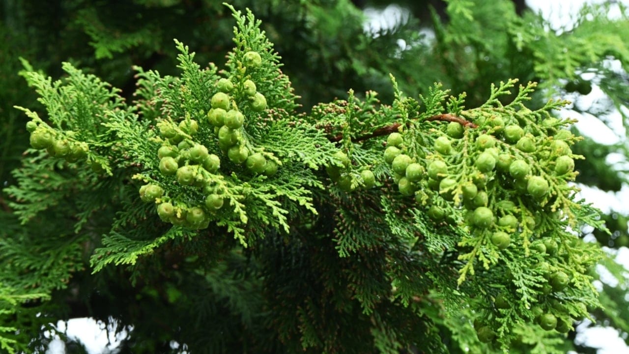 28 Best Foundation Plants to Beautify Your Home’s Front Yard 23 28 Best Foundation Plants to Beautify Your Home’s Front Yard - Hinoki Cypress dp685695942 dnoh