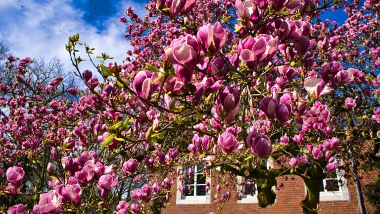 8 Purple Trees to Make Your Yard the Envy of the Block 5 8 Purple Trees to Make Your Yard the Envy of the Block - House under the magnolia tree ss2441001281 degm