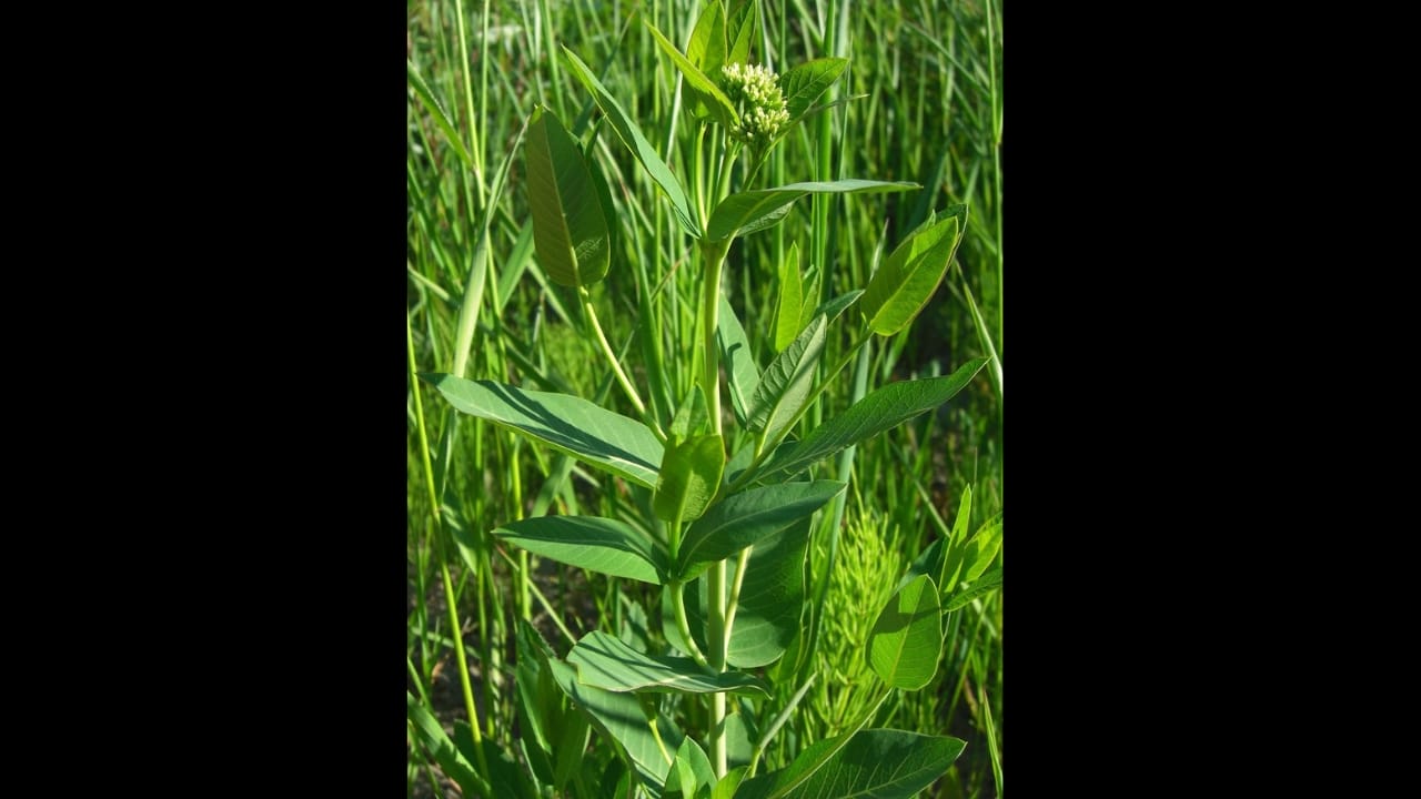 George Washington’s 20 Crops Shaped U.S. Farming Forever 8 George Washington’s 20 Crops Shaped U.S. Farming Forever - Indian Hemp wc