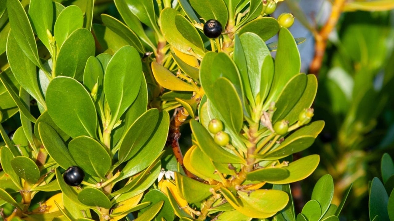 15 Evergreen Shrubs That Redefine Year-Round Curb Appeal 5 15 Evergreen Shrubs That Redefine Year-Round Curb Appeal - Inkberry Holly ss2378125441 dpdgm