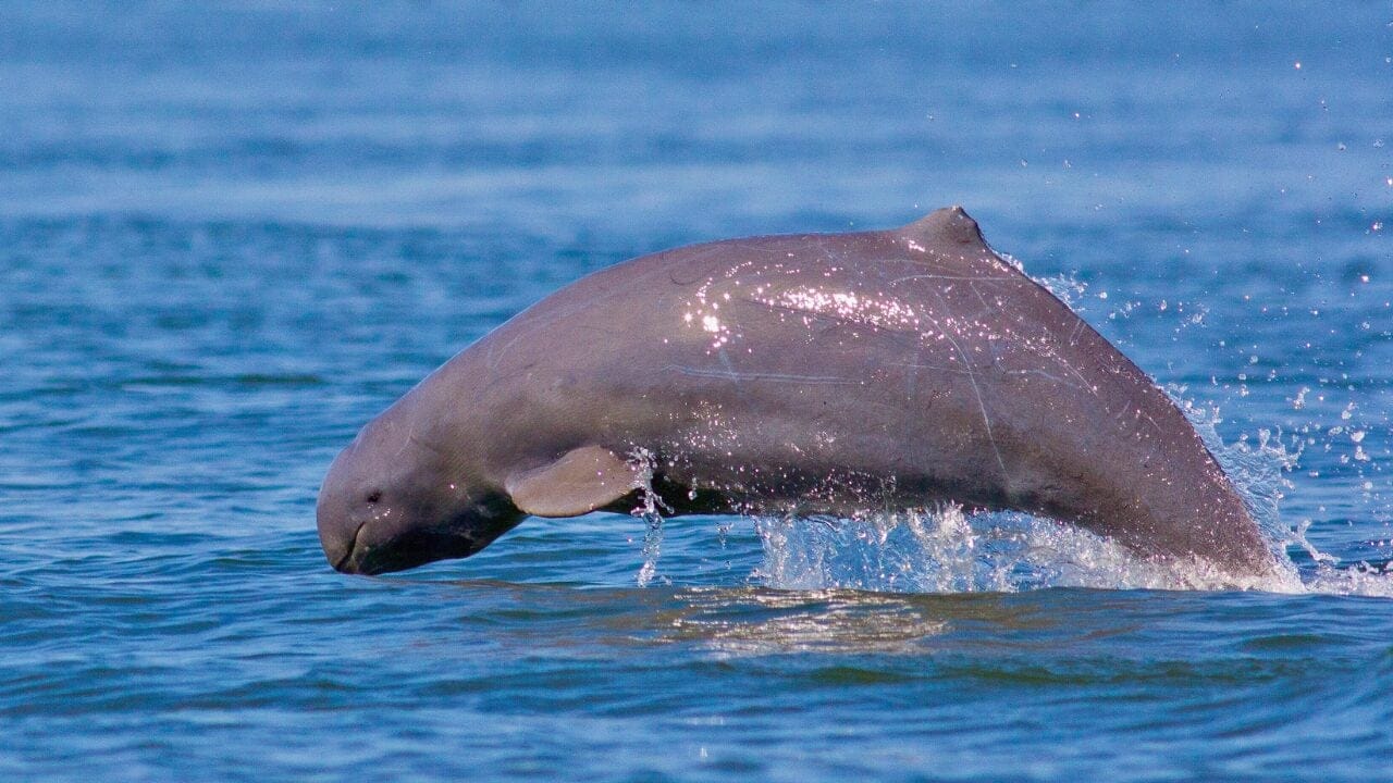 15 Unique Species Proving Nature’s Underdogs Are Extraordinary 7 15 Unique Species Proving Nature’s Underdogs Are Extraordinary - Irrawaddy Dolphin ss647177185 bpgm
