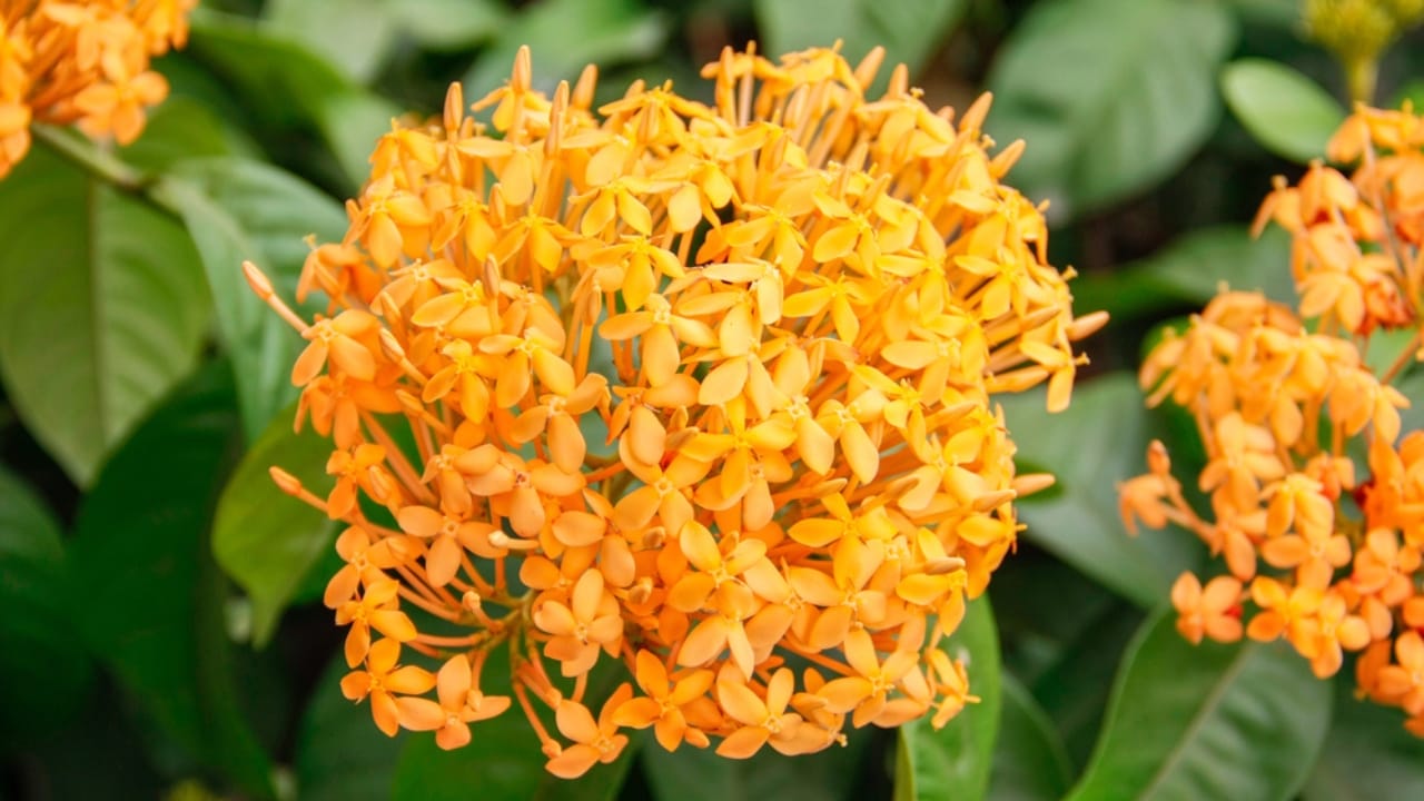 Hydrangea Lovers, Meet 15 Plants You’ll Fall in Love With 14 Hydrangea Lovers, Meet 15 Plants You’ll Fall in Love With -