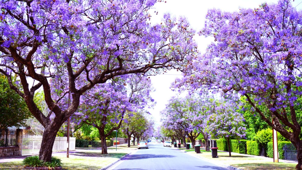 8 Purple Trees to Make Your Yard the Envy of the Block - Jacaranda trees dp321940004 dnoh