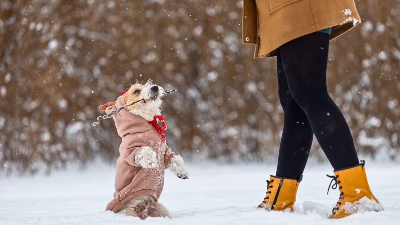 Don’t Let Your Dog Freeze- Here’s When Jackets Are a Must 8 Don’t Let Your Dog Freeze- Here’s When Jackets Are a Must - Jack Russell Terrier dog winter coat ss2259793105 degm