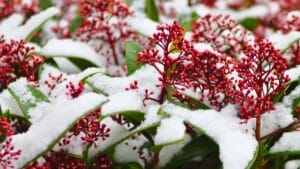 Brighten Your Winter Garden with These 16 Red Berry Shrubs 1 Brighten Your Winter Garden with These 16 Red Berry Shrubs - Japanese Skimmia ss1260454813 degm