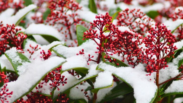 Brighten Your Winter Garden with These 16 Red Berry Shrubs 7 Brighten Your Winter Garden with These 16 Red Berry Shrubs - Japanese Skimmia ss1260454813 degm
