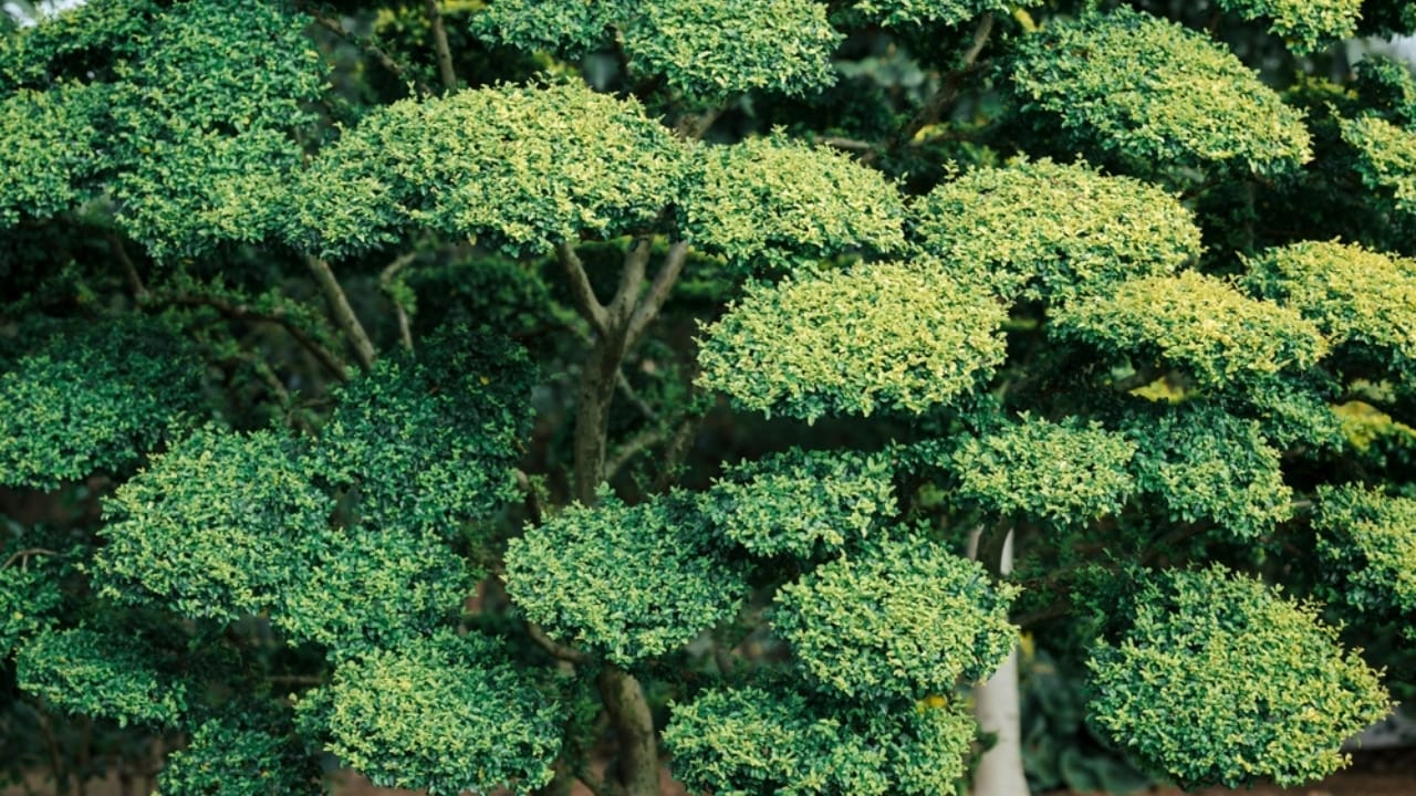 15 Evergreen Shrubs That Redefine Year-Round Curb Appeal - Japanese Holly ss2156777759 dpdgm