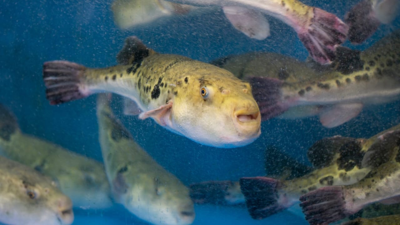 15 Banned Foods and Why They’re off the Menu in the U.S. 5 15 Banned Foods and Why They’re off the Menu in the U.S. - Japanese Puffer Fish dp718414626 dnoh