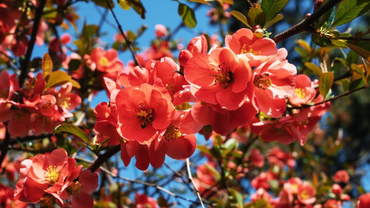 15 Flowers That Look Like Roses but Are Easier to Grow 14 15 Flowers That Look Like Roses but Are Easier to Grow - Japanese Quince dp341934936 dnoh