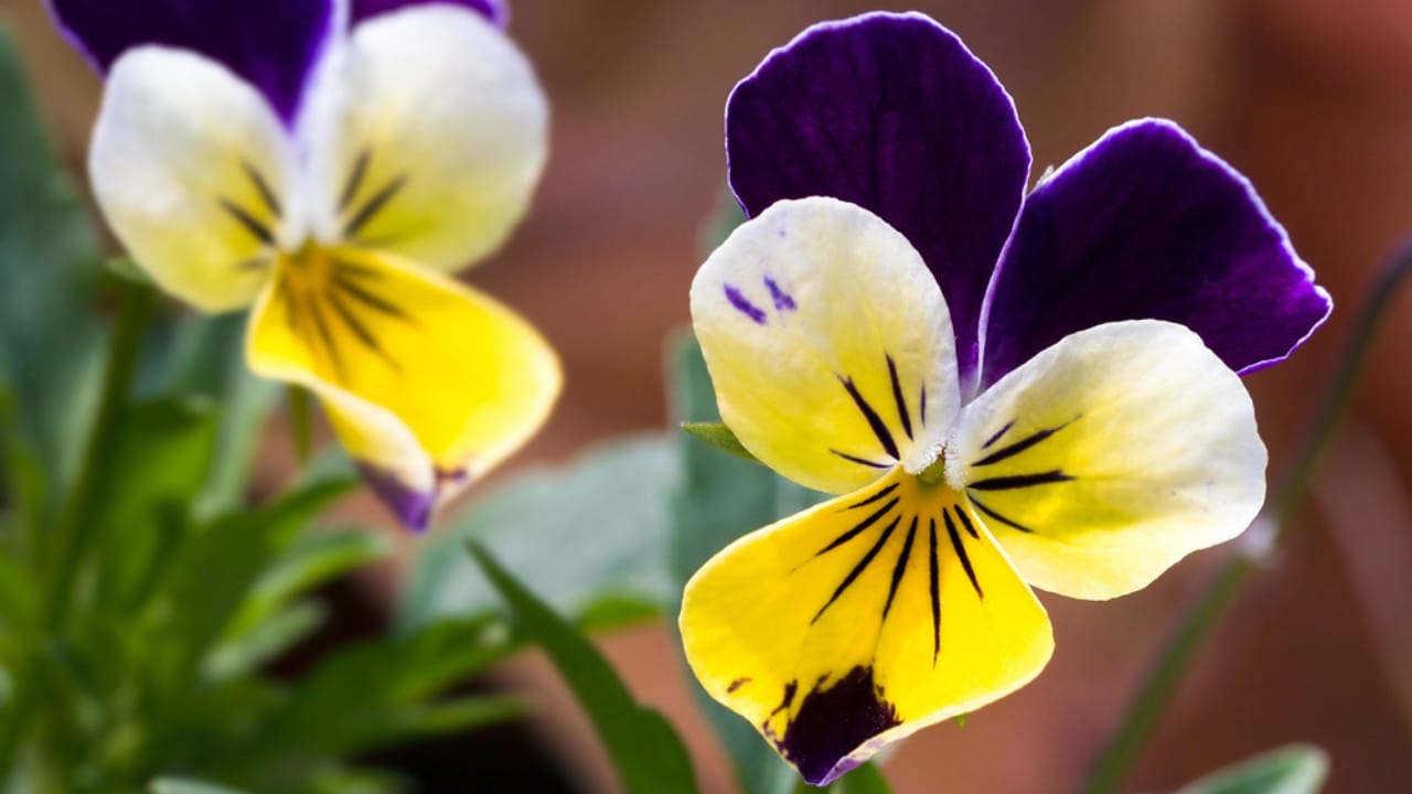 22 Self-Seeding Plants That Do All the Work for You 7 22 Self-Seeding Plants That Do All the Work for You - Johnny Jump Up Flower dp10447298 dnoh