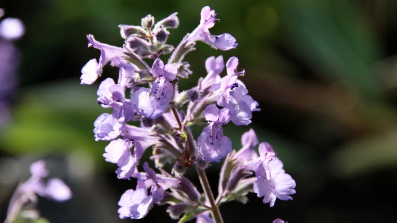 15 Low-Growing Perennials Perfect for Small Gardens 7 15 Low-Growing Perennials Perfect for Small Gardens - Junior Walker Catmint ss774909283 dpdgm