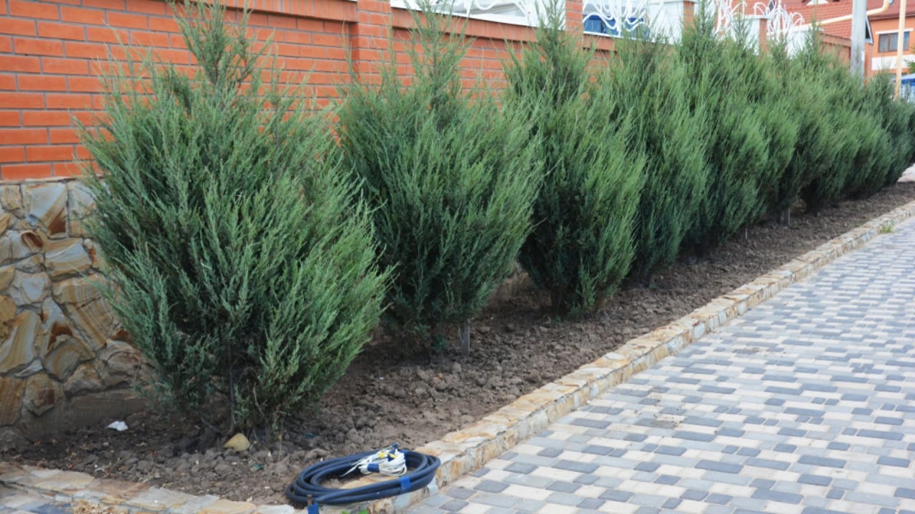 Skip the Fence: 18 Fast-Growing Shrubs for Instant Privacy 17 Skip the Fence: 18 Fast-Growing Shrubs for Instant Privacy - Juniper Skyrocket ss1389743501 dpdgm