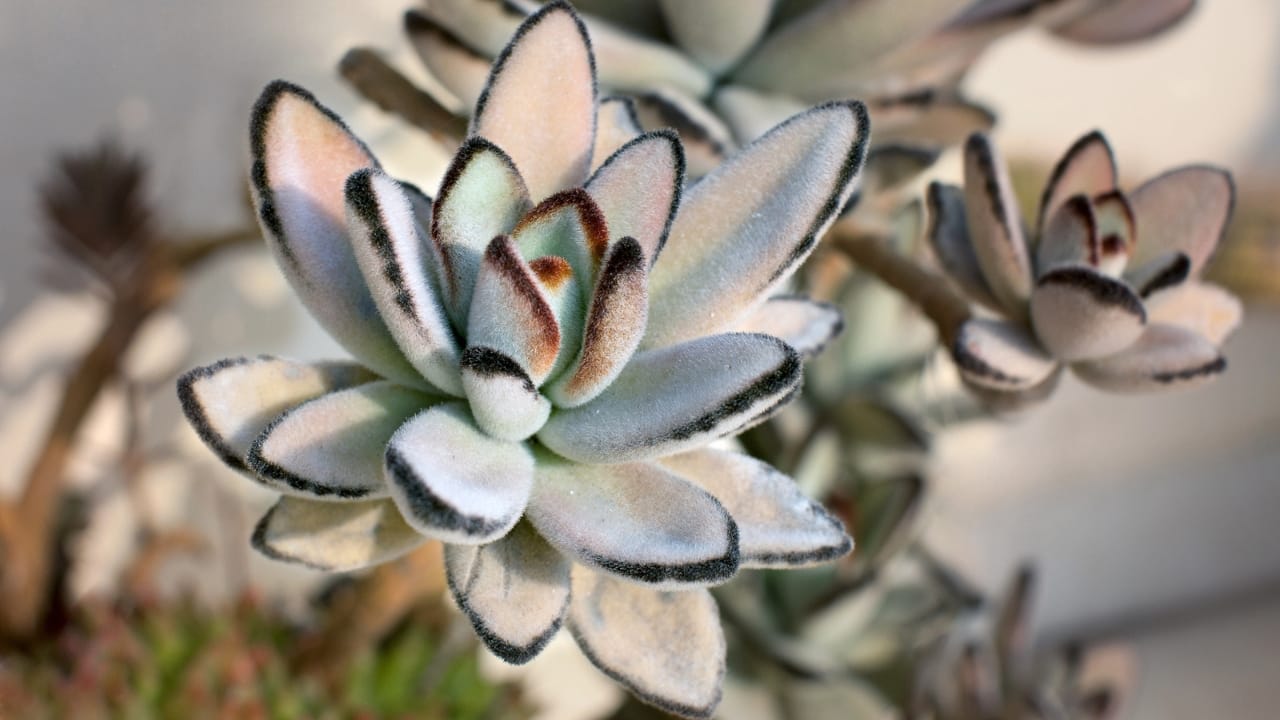 14 Unique Succulents That Will Wow Any Plant Lover 9 14 Unique Succulents That Will Wow Any Plant Lover - Kalanchoe tomentosa dp10765752 dnoh