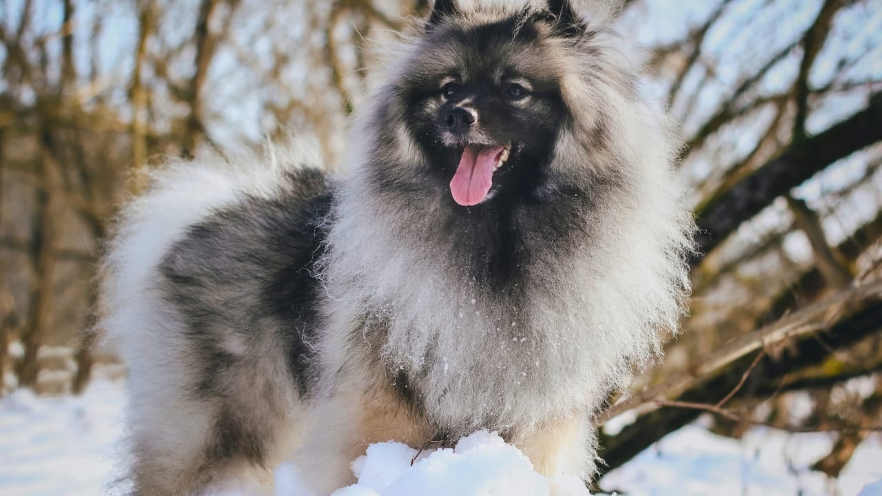 15 Dog Breeds That Love Snow More Than You Do 10 15 Dog Breeds That Love Snow More Than You Do - Keeshond dog winter ss1923916133 degm