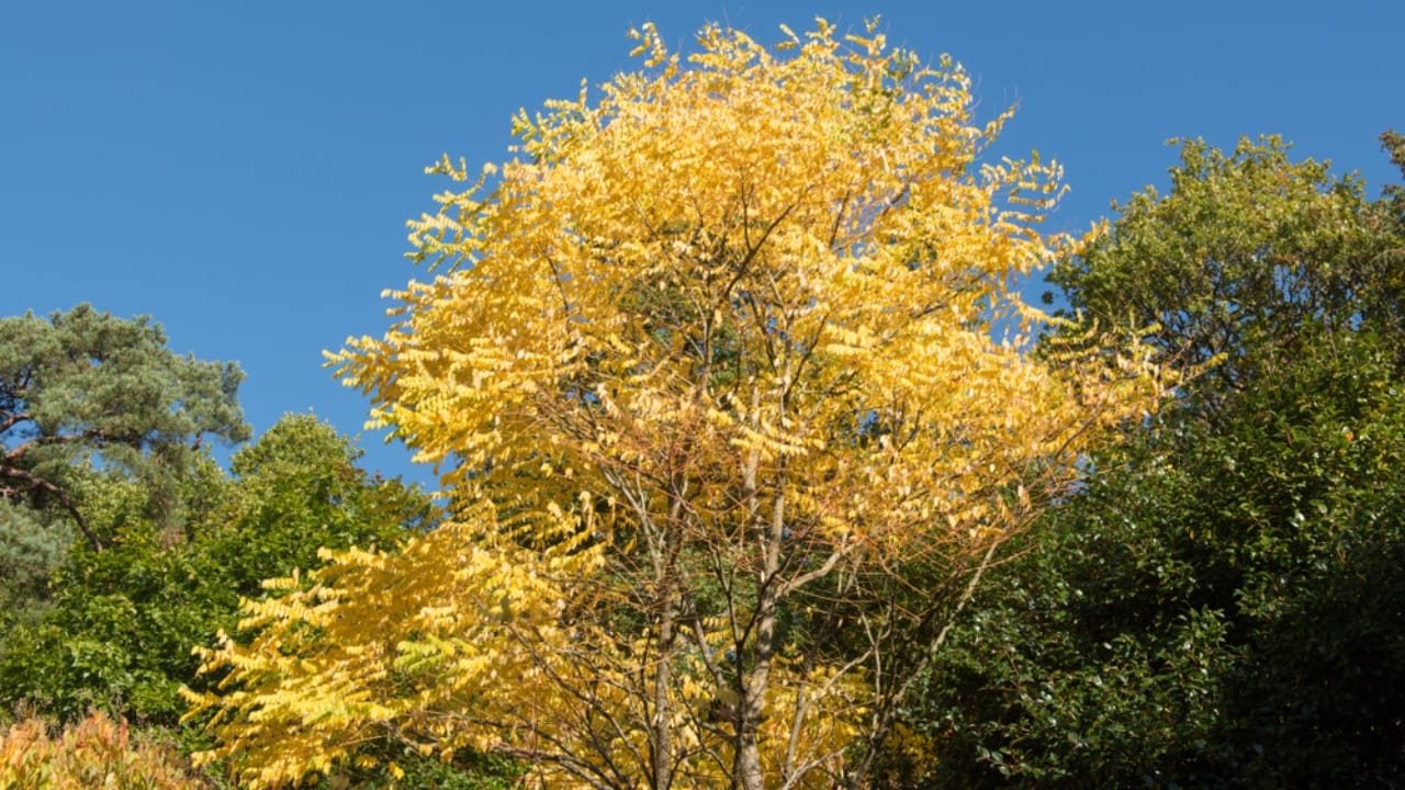 Small, Drought-Tolerant Trees: 15 Non-Invasive Picks for Your Yard - Kentucky Coffeetree ss1263112519 dpdgm