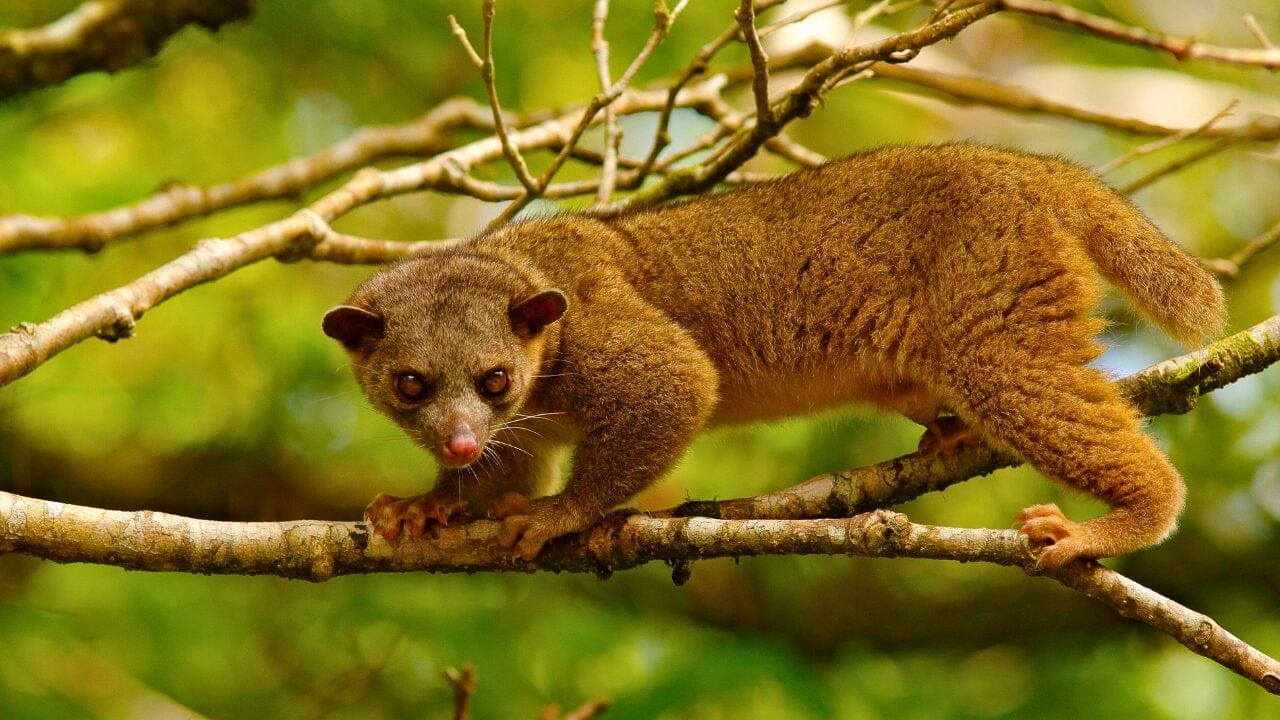 15 Unique Species Proving Nature’s Underdogs Are Extraordinary 9 15 Unique Species Proving Nature’s Underdogs Are Extraordinary - Kinkajou ss600983093 bpgm