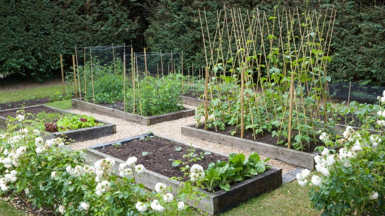 The Timeless Appeal of Kitchen Gardens: Survival, Status, and Revival 3 The Timeless Appeal of Kitchen Gardens: Survival, Status, and Revival - Kitchen Garden dp446081016 dnoh