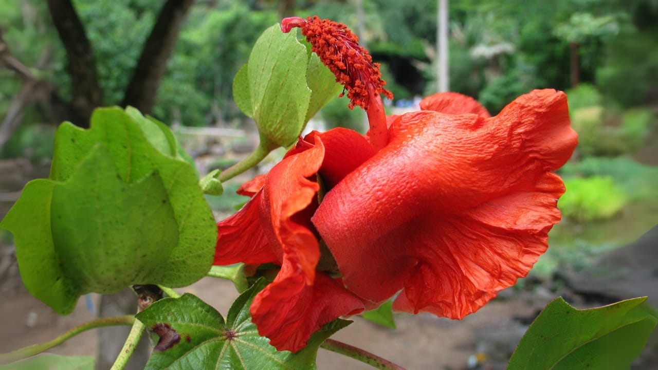 15 Breathtaking Flowers That Define America’s Natural Beauty - Kokio Flower wc
