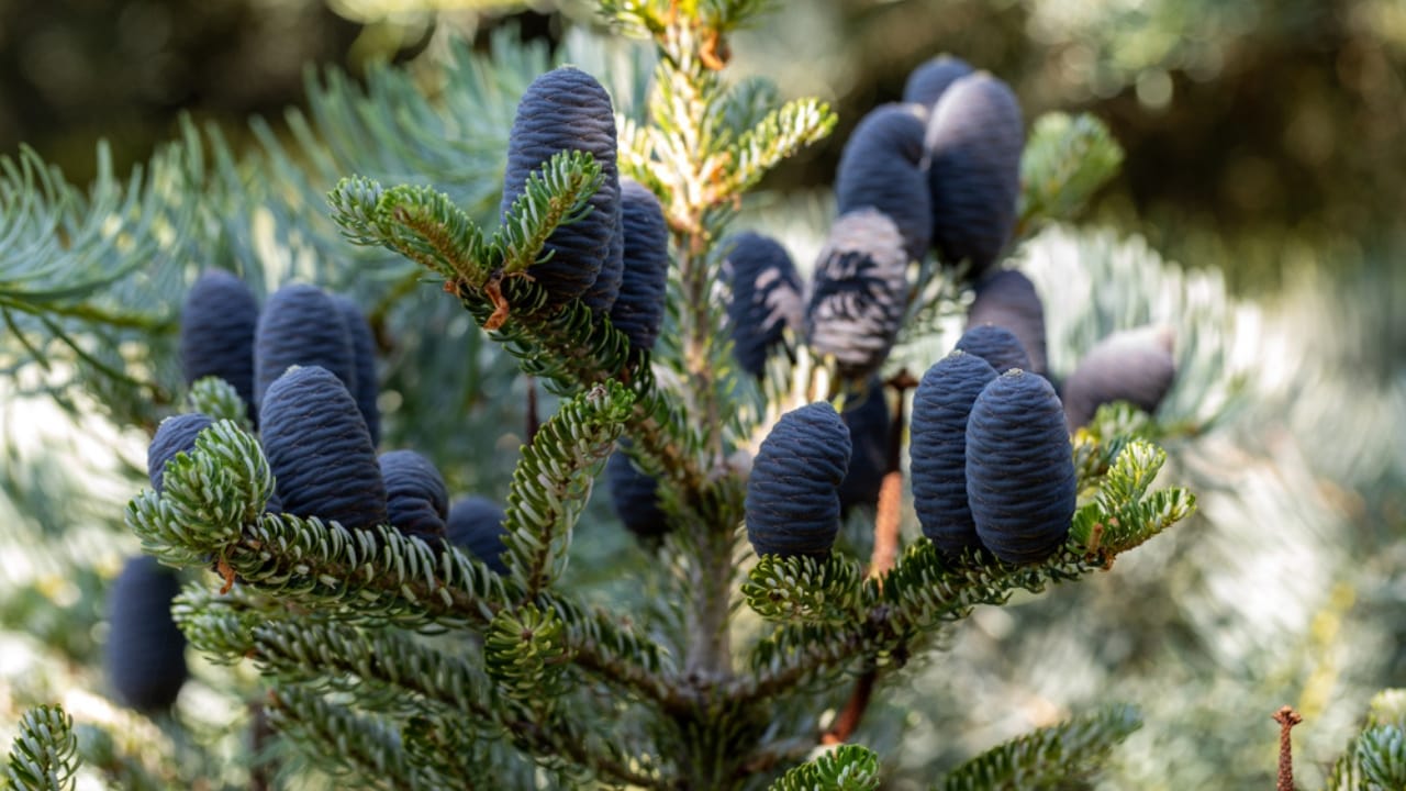 15 Evergreen Shrubs That Redefine Year-Round Curb Appeal - Korean Fir dp338854022 dnoh