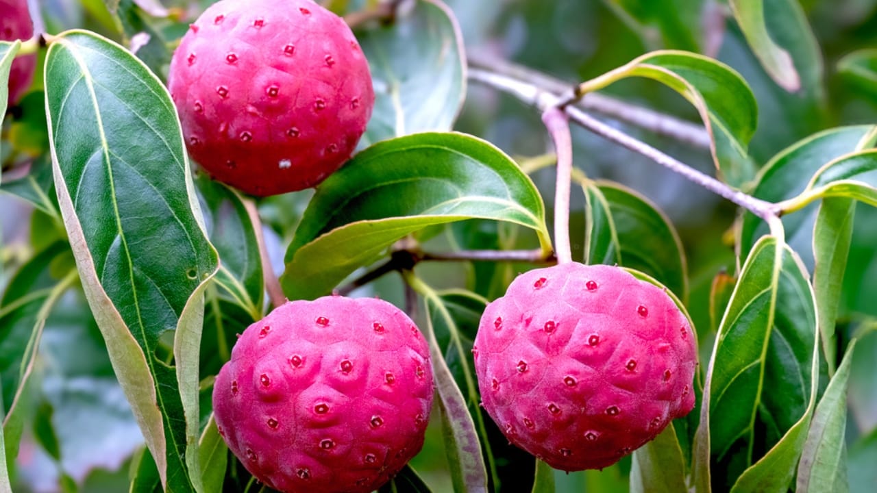 Small, Drought-Tolerant Trees: 15 Non-Invasive Picks for Your Yard 5 Small, Drought-Tolerant Trees: 15 Non-Invasive Picks for Your Yard - Kousa Dogwood dp749708978 dnoh